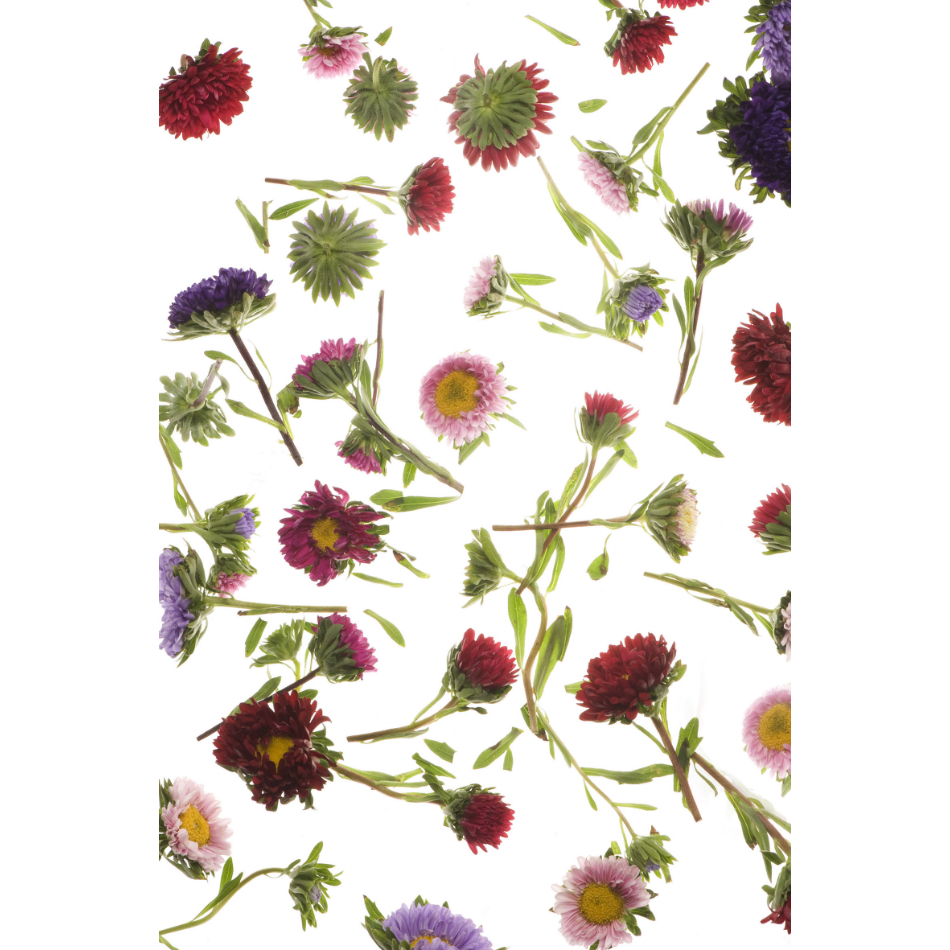 Medium M Ps Fineart 28