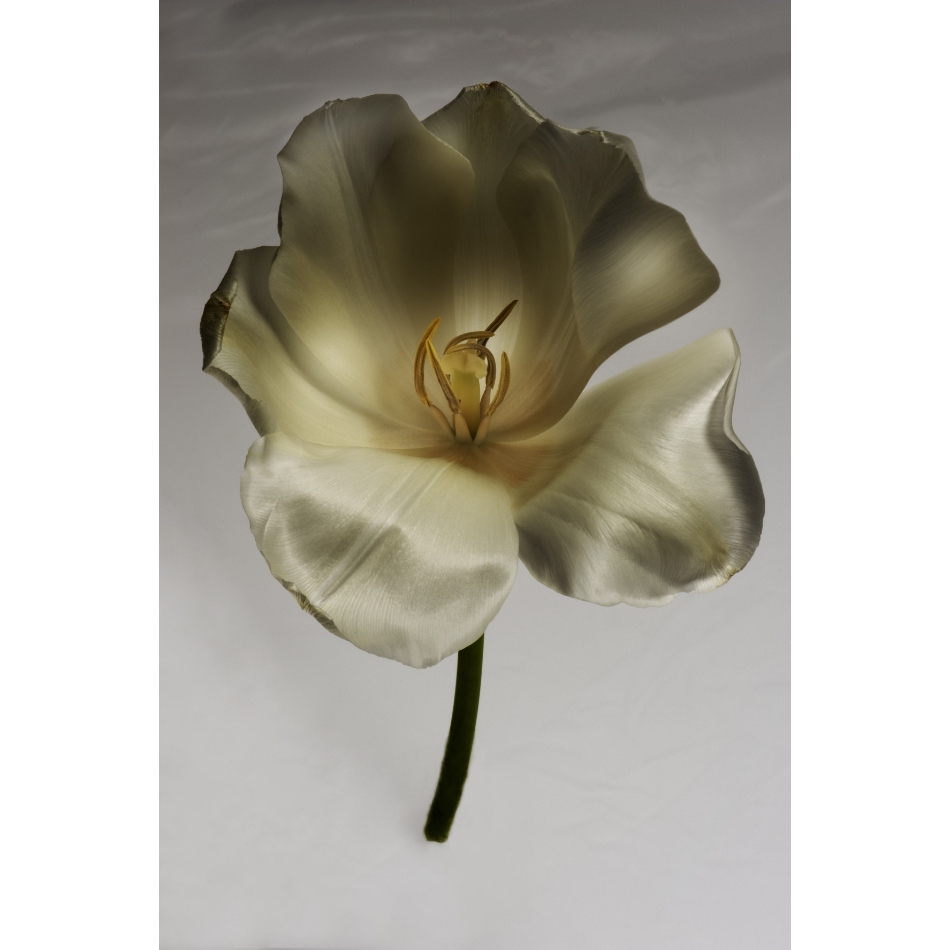 Medium M Ps Fineart 30