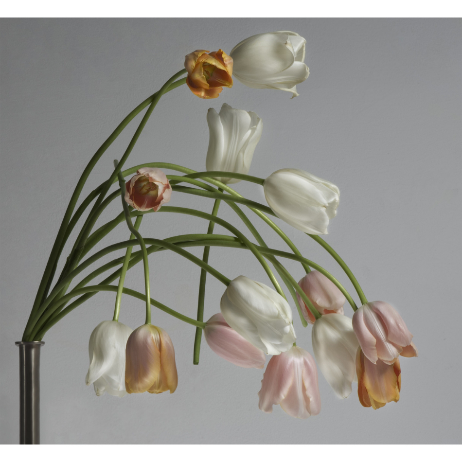 Medium M Ps Fineart 31