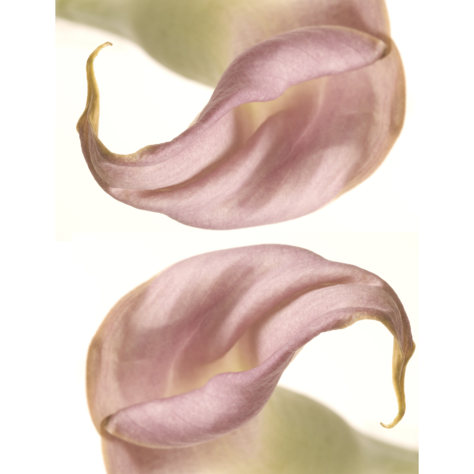 Medium M Ps Fineart 32