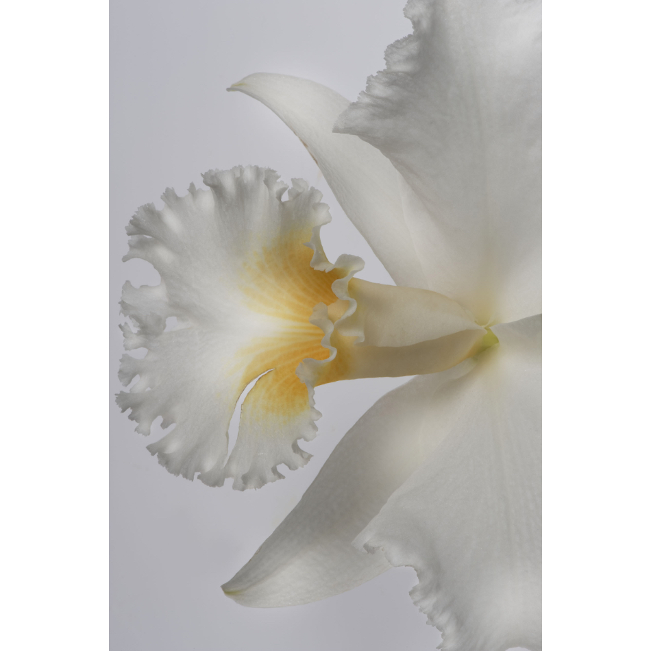 Medium M Ps Fineart 33