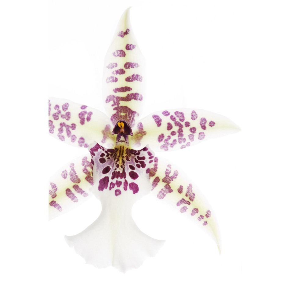 Medium M Ps Fineart 34