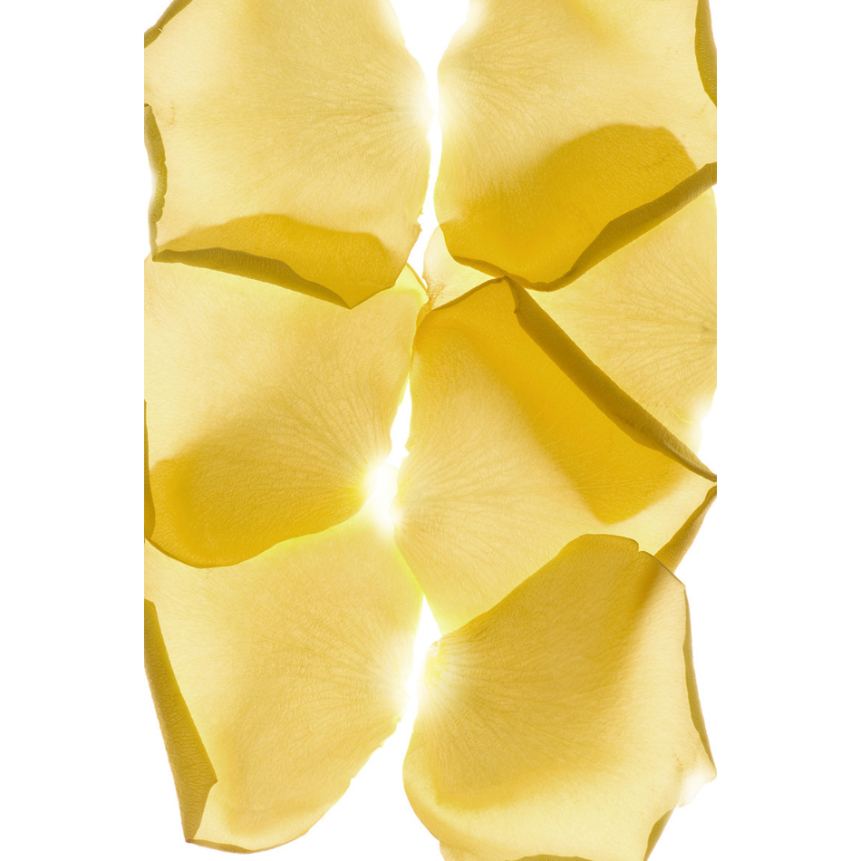 Medium M Ps Fineart 35