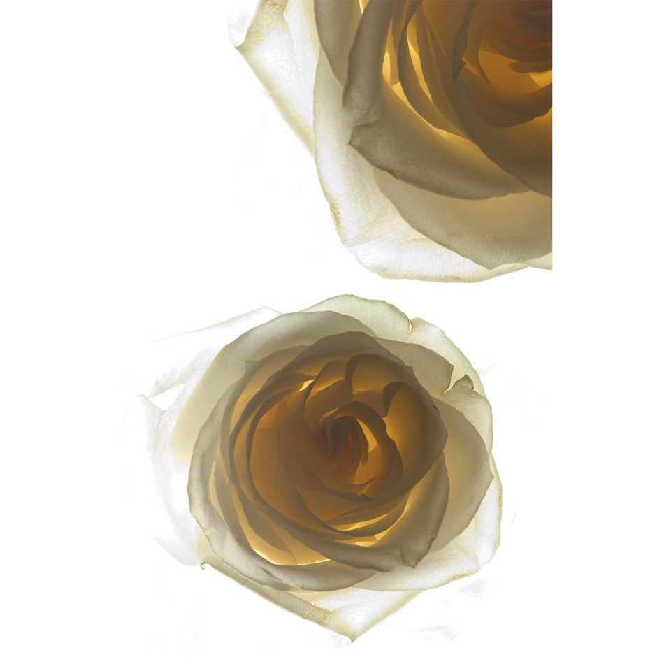 Medium M Ps Fineart 38