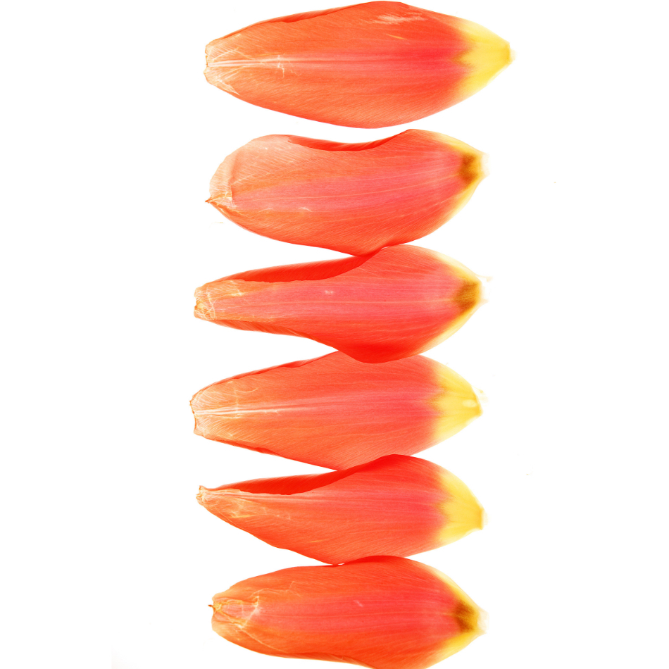 Medium M Ps Fineart 39