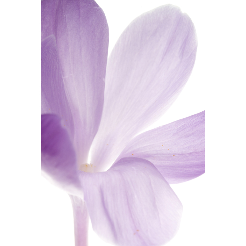 Medium M Ps Fineart 40