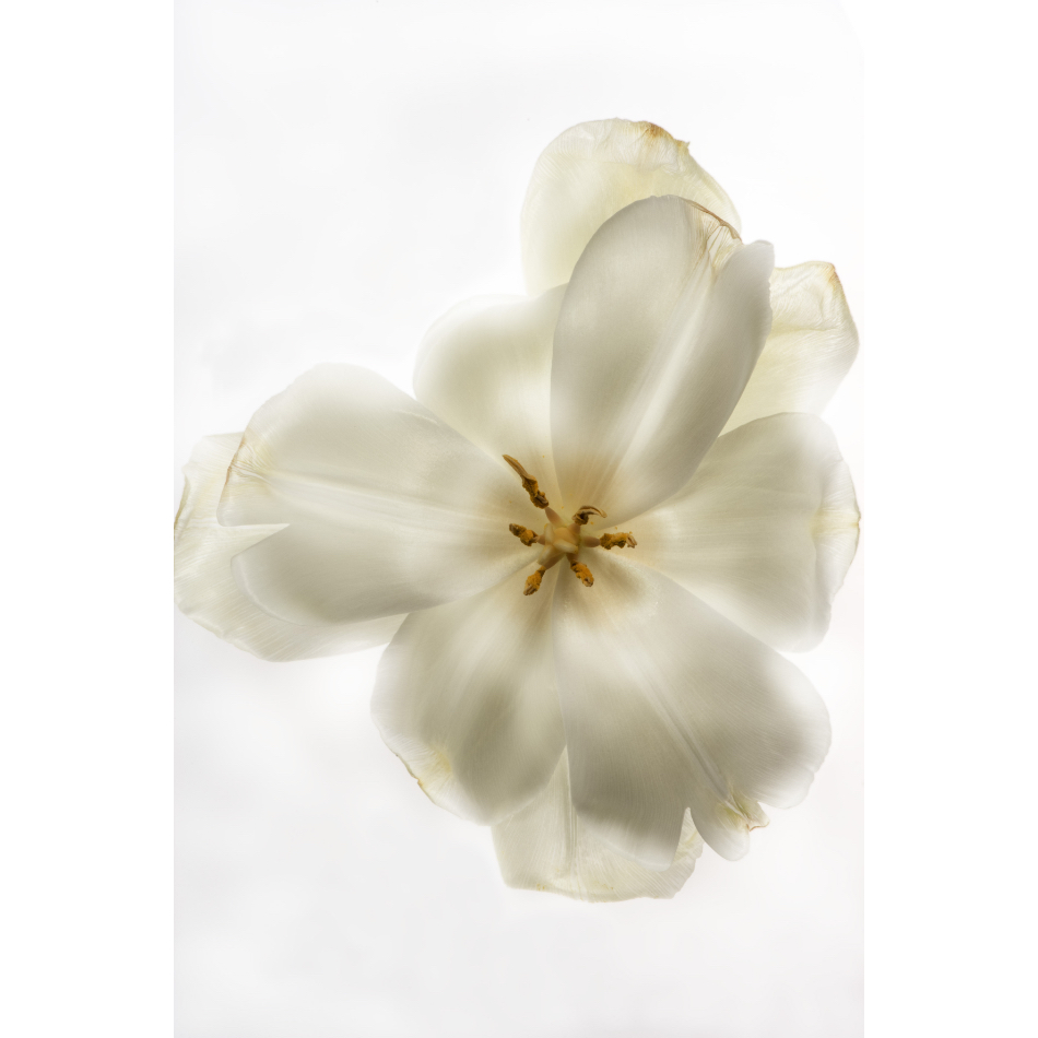 Medium M Ps Fineart 41