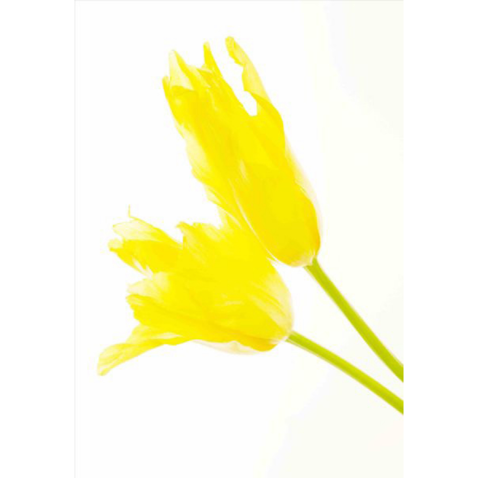 Medium Ps Fineart 19