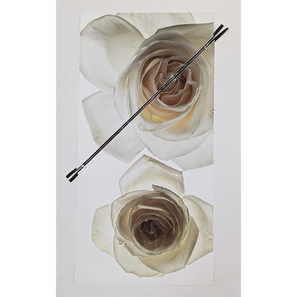 Paul Solberg Flying Roses