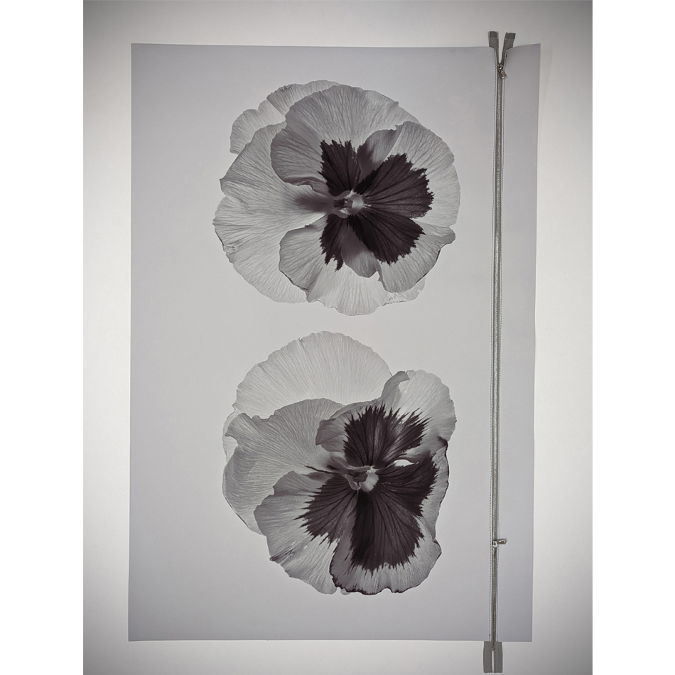 Paul Solberg Two Pansies