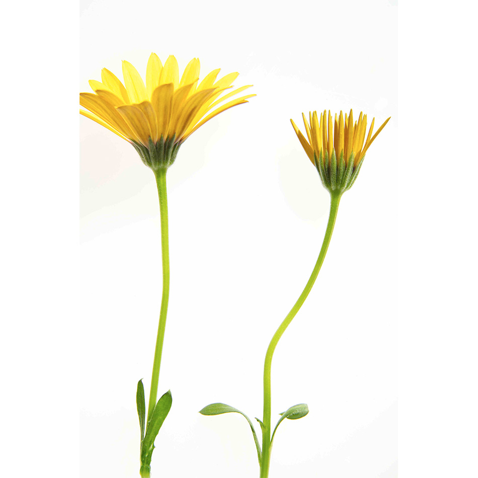 Medium Ps Fineart 10