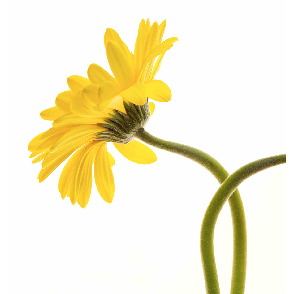 Medium Ps Fineart 13