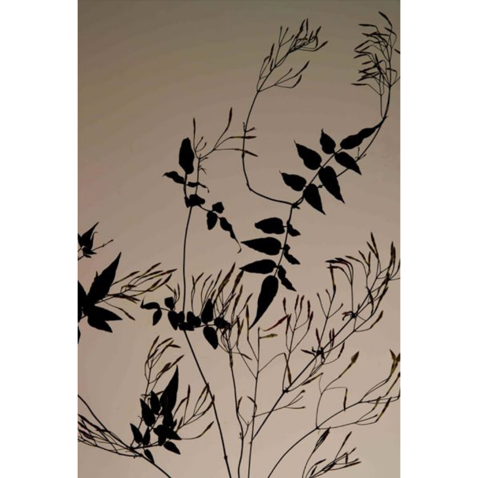 Medium Ps Fineart 14