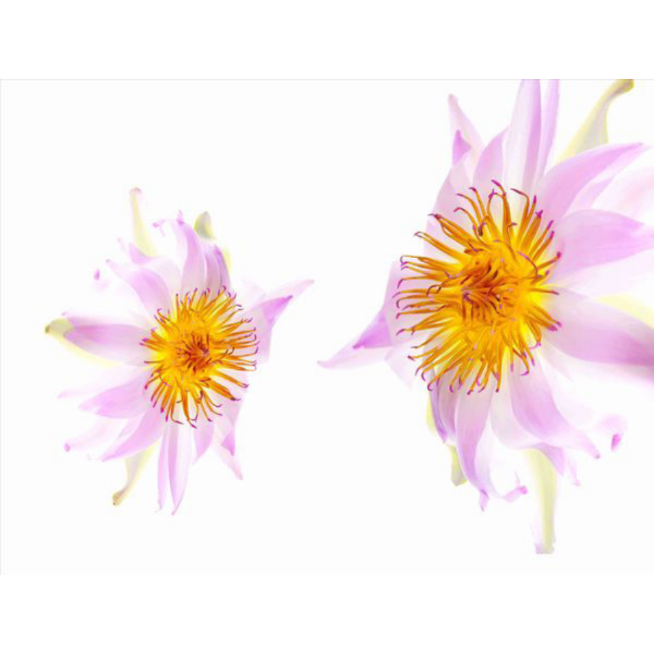 Medium Ps Fineart 15