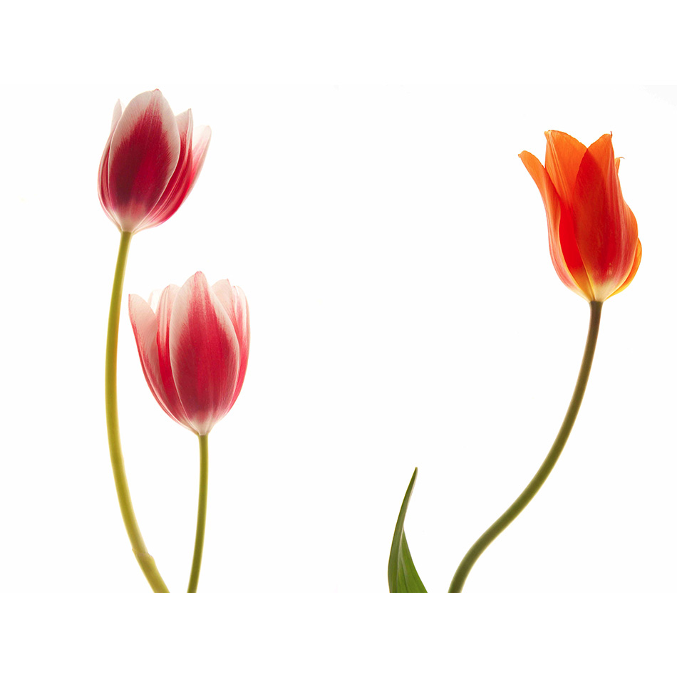 Medium Ps Fineart 16