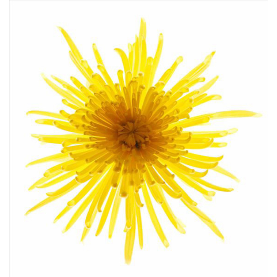 Medium Ps Fineart 17