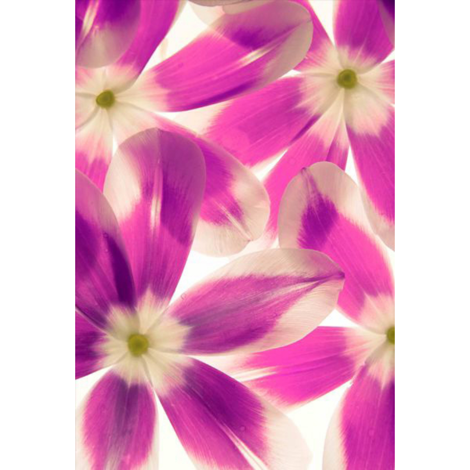 Medium Ps Fineart 18