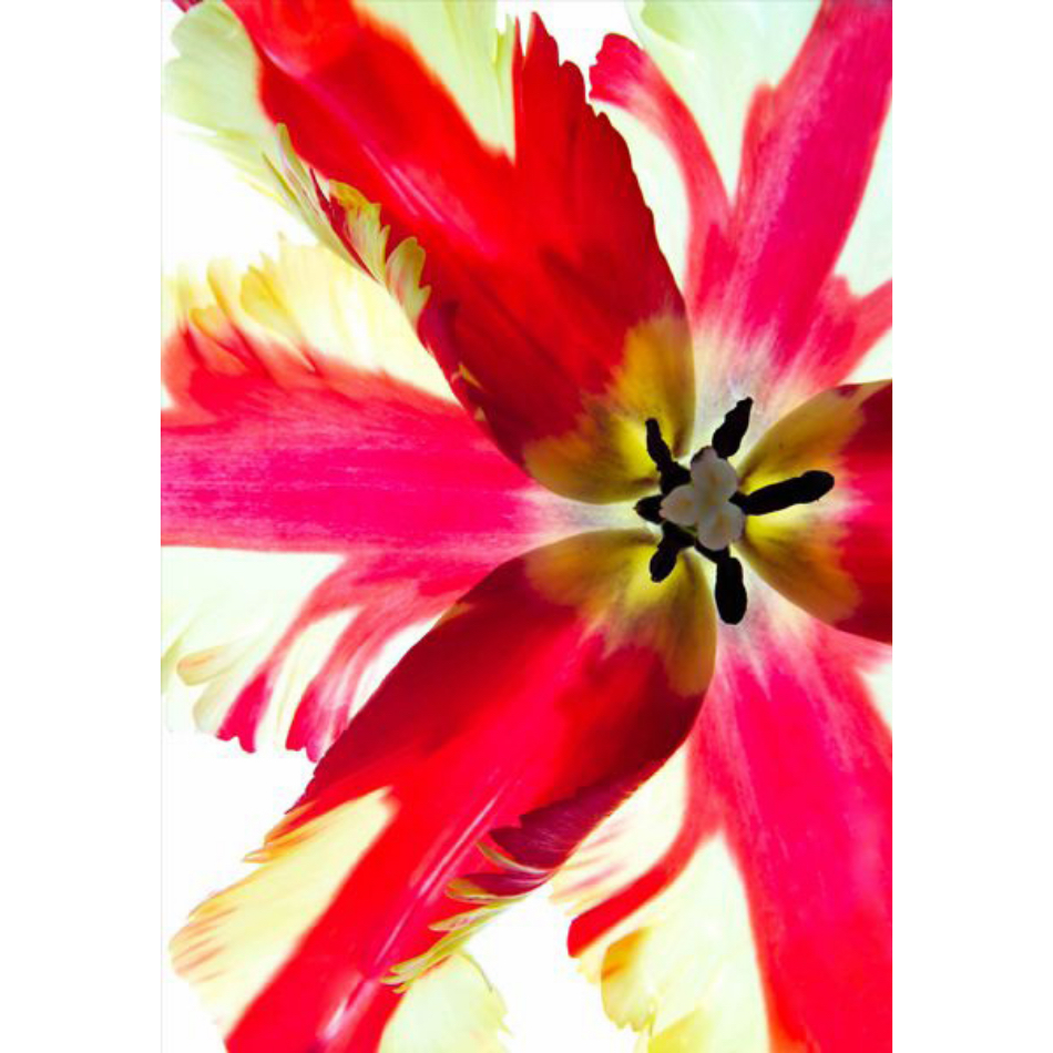 Medium Ps Fineart 20