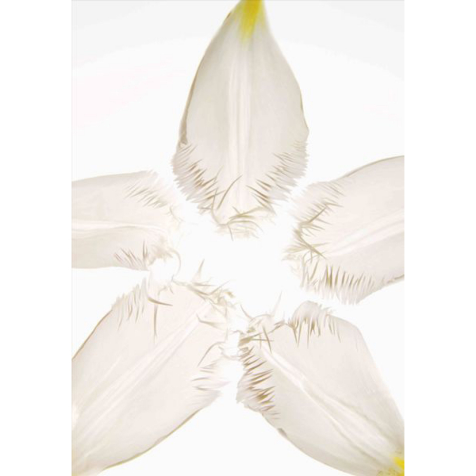 Medium Ps Fineart 23