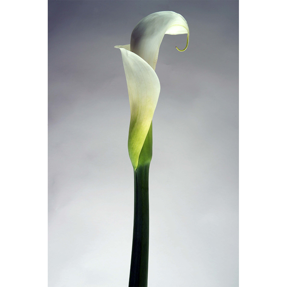 Medium Ps Fineart 24