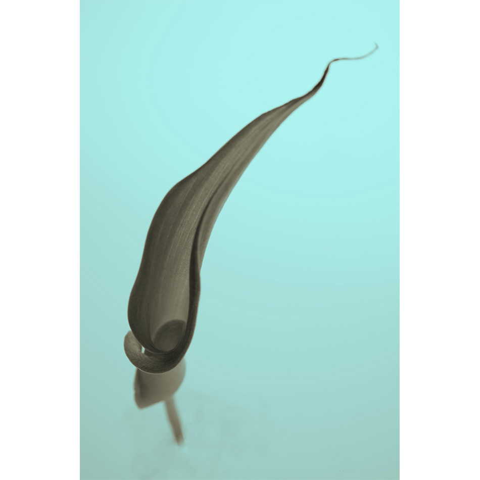 Medium Ps Fineart 25