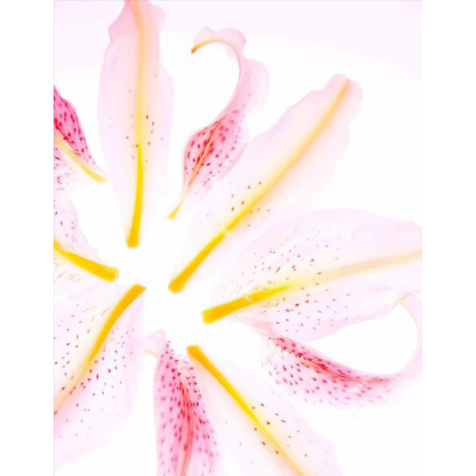 Medium Ps Fineart 26