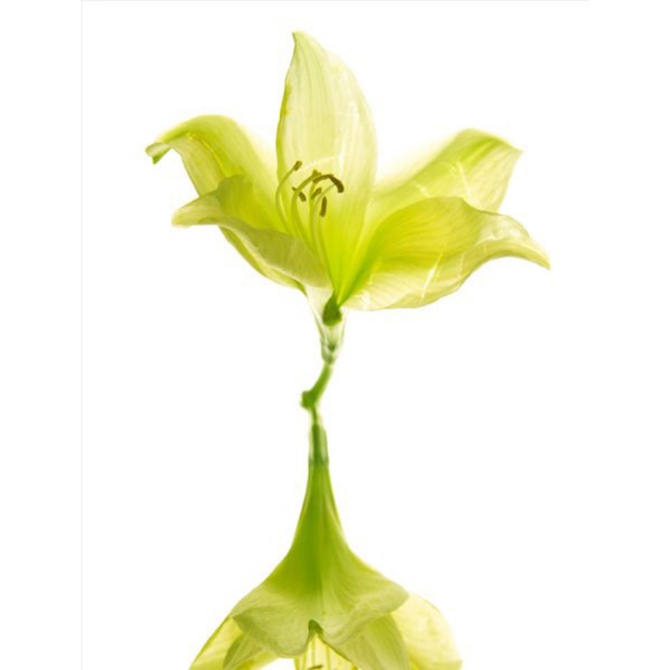 Medium Ps Fineart 27