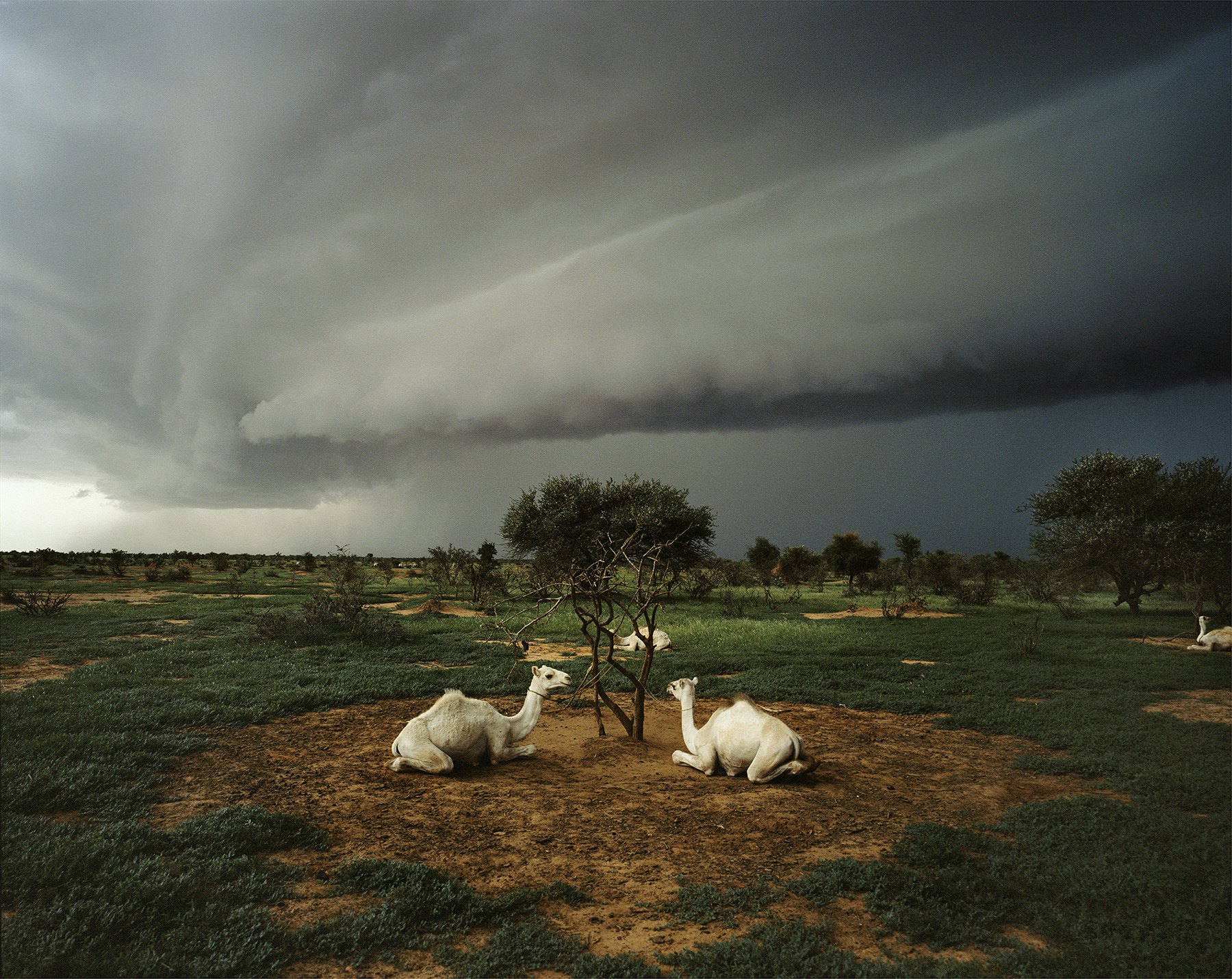 FS Camels 40X60 Pigment 2025 Resize